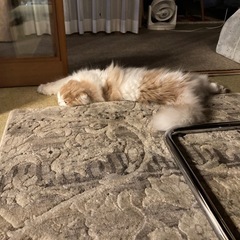 絨毯2点の画像