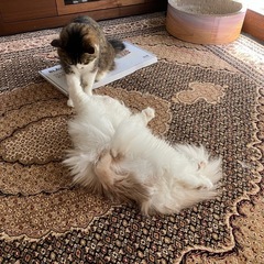 絨毯2点の画像