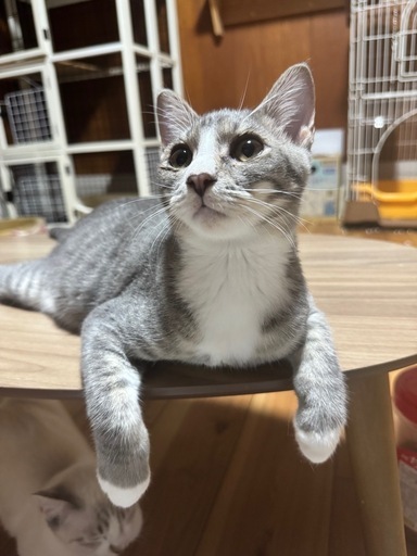 招き猫　m(*´︶`*)∫m ❤︎ グレー　サバ白さん 白ソックスとエプロンが可愛サバ白猫 (danyan) 三豊の猫の里親募集
