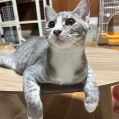 おなかを見せて甘えるサバ白猫