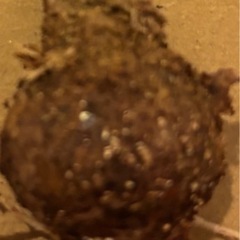 アマリリス　バーリー　子株　1 シロスジタイプのヒッペアスケリアの画像