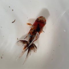 金魚　東錦の画像