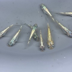 (配送可能)碧RLF✖️王華(F1)5匹の画像