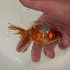 金魚　キャリコ琉金の画像