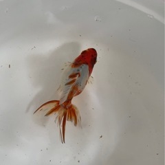 金魚　キャリコ琉金の画像