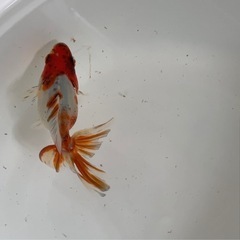 金魚　キャリコ琉金の画像