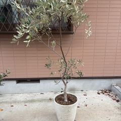 オリーブの木
の画像