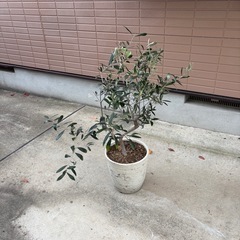 オリーブの木
の画像