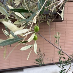 オリーブの木
の画像