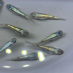 (配送可能)ネプチューンゴールド1ペアの画像