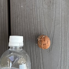 クルミ　採れたての画像