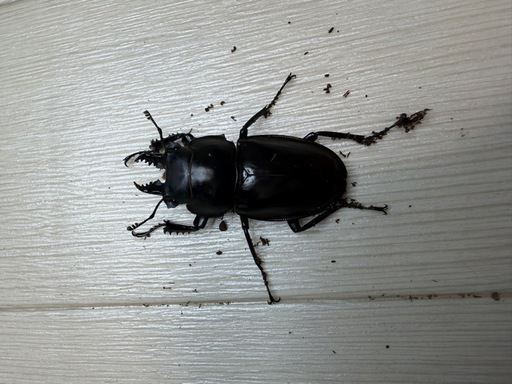 ヤエヤママルバネ 野外品 約60ミリ 西表島産 ヤエヤママルバネ 野外品 約60ミリ 西表島産 ヤエヤママルバネ