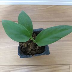 観葉植物  ヒメモンステラ  発根済み②の画像