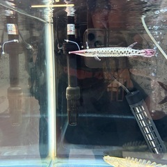 熱帯魚、マーブルハイドロシナスガーの画像
