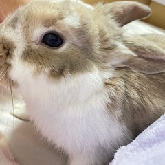 ホーランドロップうさぎ