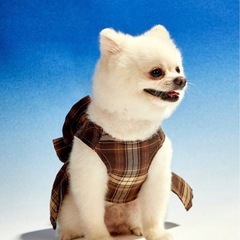 犬の服&リード【XS】の画像