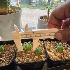 ハオルチア　オブツーサ　格安１つ200円の画像
