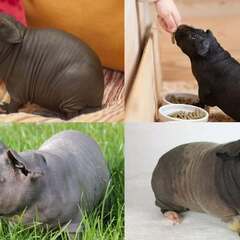 ミニブタ？　スキニーギニア　かわいい