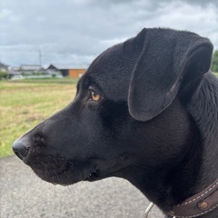 里親様募集！スマートな大型犬です！