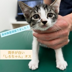 元気いっぱい甘えん坊「しろ君」2ヶ月オス