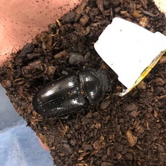 オオクワガタの画像