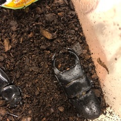 オオクワガタの画像