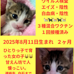 譲渡会参加　シロキジ