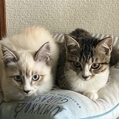 姉妹か親子で迎えてもらえませんか。