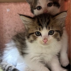 1.5ヶ月から2ヶ月くらいの兄弟猫