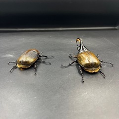 【ペア】DHエクアトリアヌス♂108mm ♀65mm/ ※送料事前連絡にて変更可 ※直接受け渡しに変更可の画像