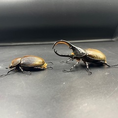 【ペア】DHエクアトリアヌス♂108mm ♀65mm/ ※送料事前連絡にて変更可 ※直接受け渡しに変更可の画像