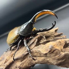 【ペア】DHエクアトリアヌス♂108mm ♀65mm/ ※送料事前連絡にて変更可 ※直接受け渡しに変更可の画像