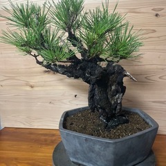 錦松盆栽　黒松　盆栽　植物の画像