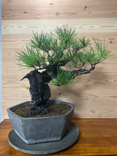 錦松盆栽　黒松　盆栽　植物　五葉松