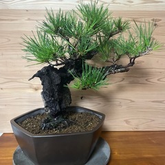 錦松盆栽　黒松　盆栽　植物の画像