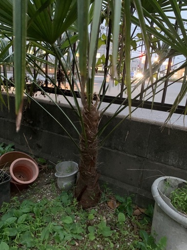 ヤシの木　大株