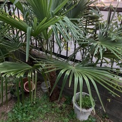 ヤシの木　大株の画像