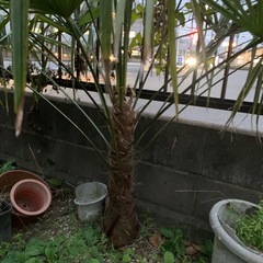 ヤシの木　大株の画像