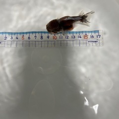 ショートテールオランダの画像