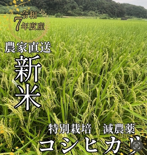 【送料無料】　令和七年産　特別栽培　減農薬　コシヒカリ　20kg