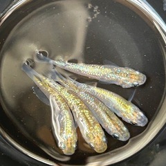 サボラメめだか　幼魚　1匹の画像