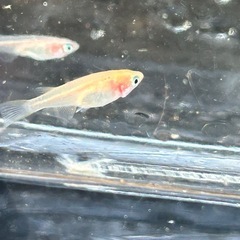 紅ホッペ　若魚　10匹の画像