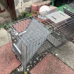 迷い猫ちゃん救済などに…の画像