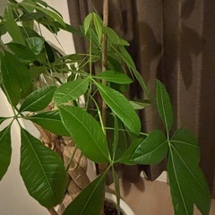 観葉植物パキラの画像
