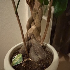 観葉植物パキラの画像
