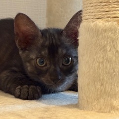 仲良し真っ黒黒親子🐈‍⬛✨ - 品川区