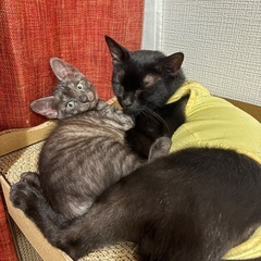 仲良し真っ黒黒親子🐈‍⬛✨ - 里親募集