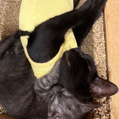 仲良し真っ黒黒親子🐈‍⬛✨ - 猫