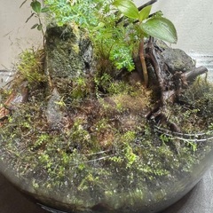 値下げ　GEX ガラスケース　グラスアクア　苔の画像