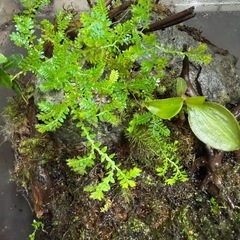 値下げ　GEX ガラスケース　グラスアクア　苔の画像